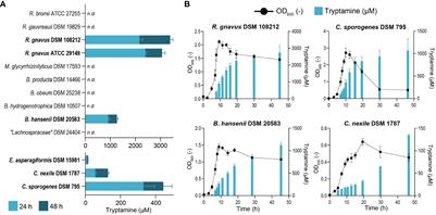 Intestinal bacteria-derived tryptamine and its impact on human gut microbiota